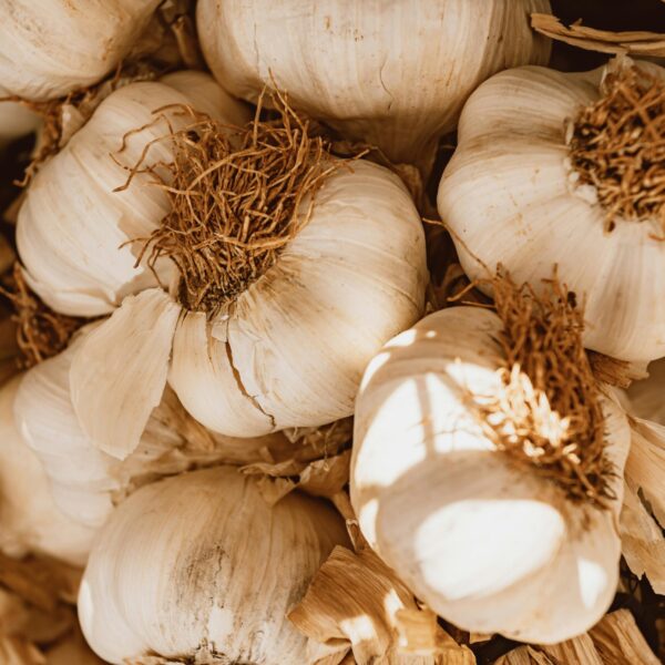 Garlic